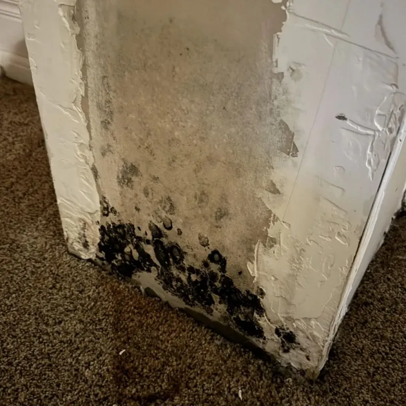 Professional Mold Removal in Culpeper County, VA